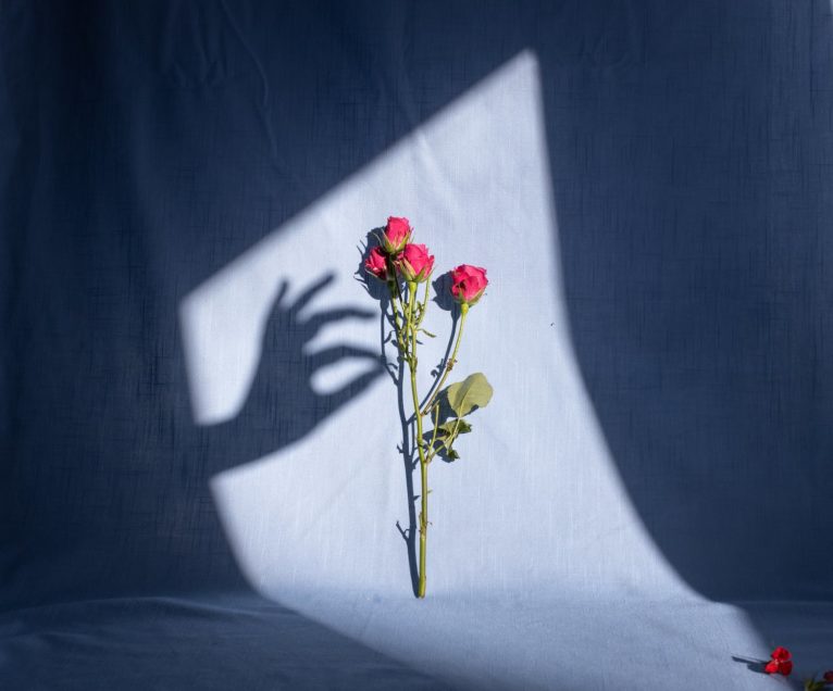 female hand shadow touching red bush roses twig in studio