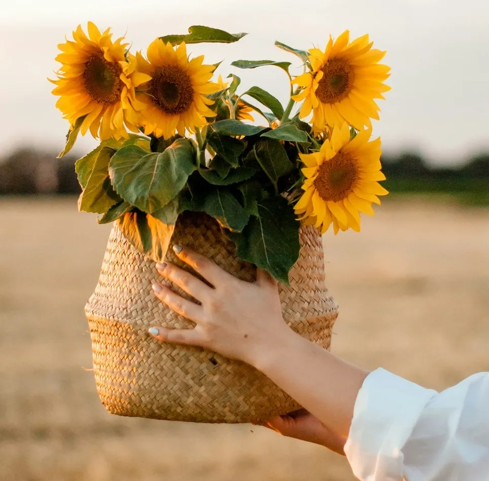 Ko fi sunflower